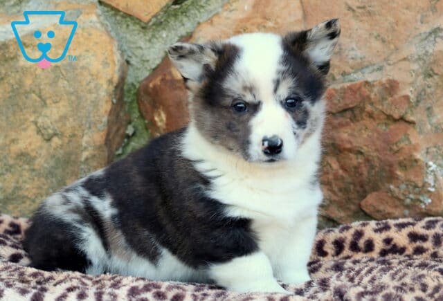 Joey Corgi3 image