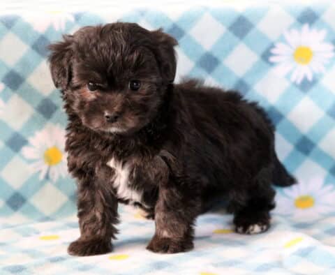 Joey Maltipoo