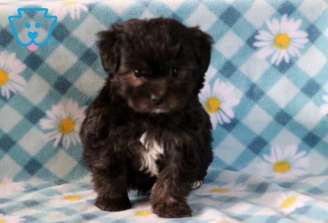Joey Maltipoo2 image