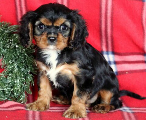 Jojo Cavalier2