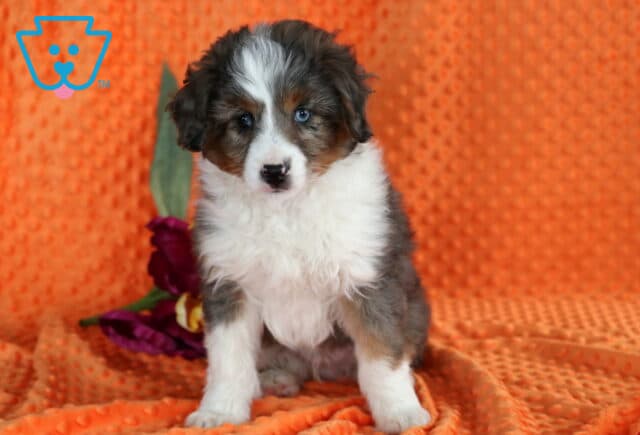 Jojo Mini Aussie Retake image