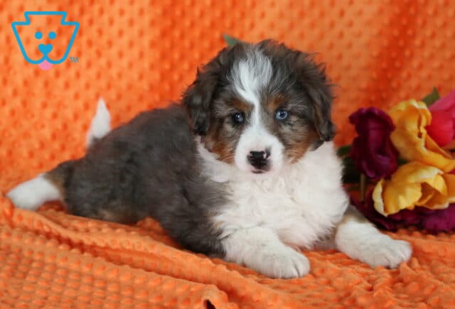 Jojo Mini Aussie Retake2 image