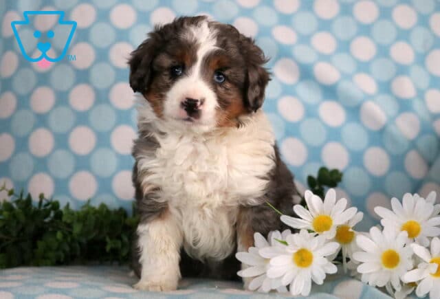 Jojo Mini Aussiedoodle image