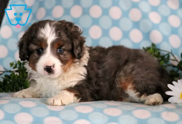 Jojo Mini Aussiedoodle2 image