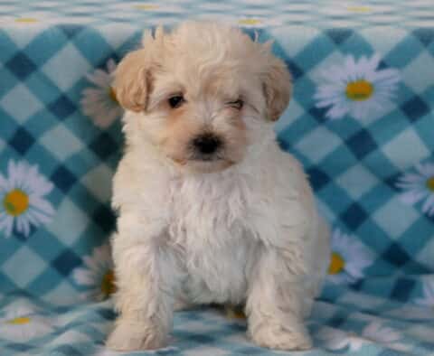 Joker Maltipoo