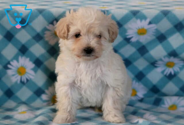 Joker Maltipoo image