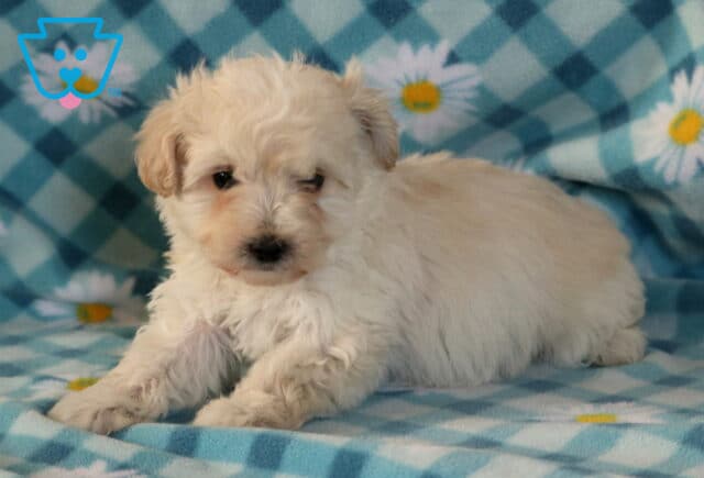 Joker Maltipoo2 image