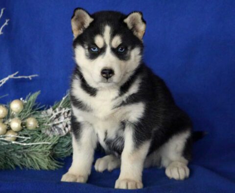 Jolly Husky