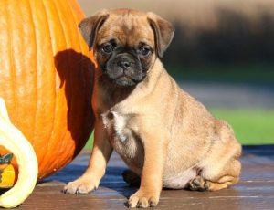jug puppies for sale