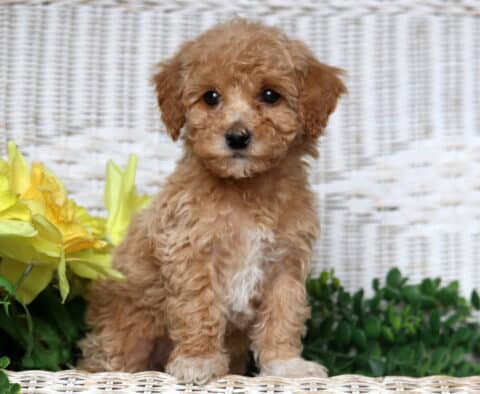 Juliet Bichpoo