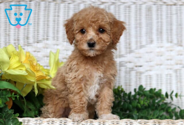 Juliet Bichpoo image