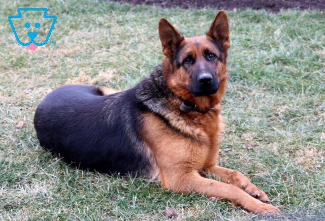 Kayla Renae Glick German Shepherd Samuel King image