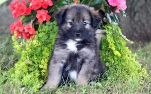 Keeshond Mix