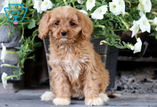 Kelsey Cavapoo