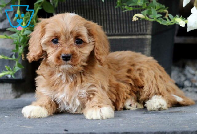 Kelsey Cavapoo2