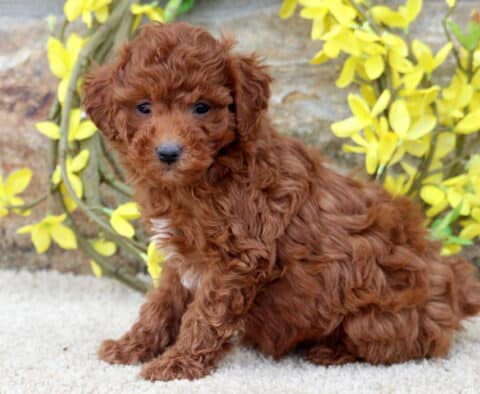 Kelsey Mini Poodle