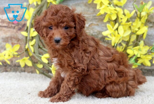 Kelsey Mini Poodle image