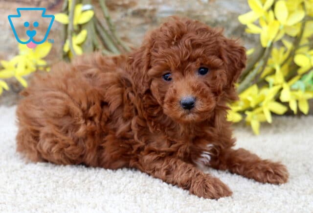 Kelsey Mini Poodle2 image