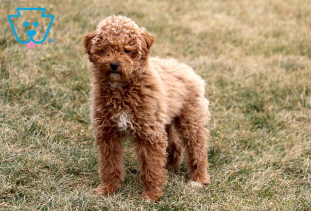 Kendra Mini Goldendoodle Retake image