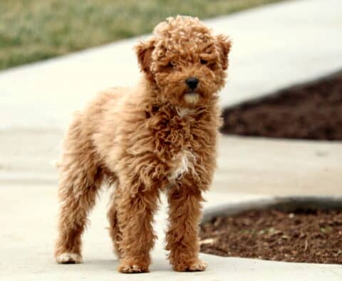 Kendra Mini Goldendoodle Retake2