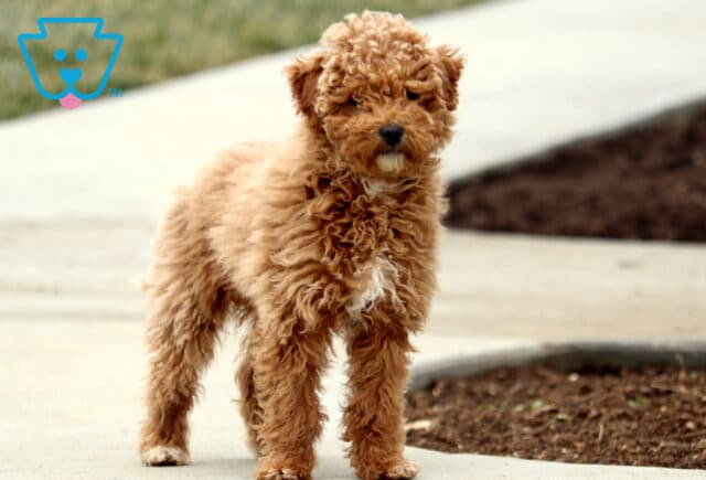 Kendra Mini Goldendoodle Retake2 image