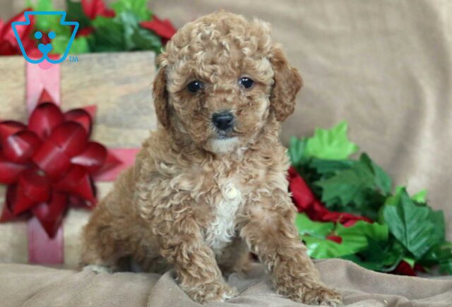 Kendra Mini Poodle2 image