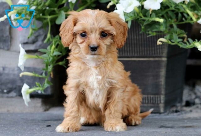 Kendrick Cavapoo