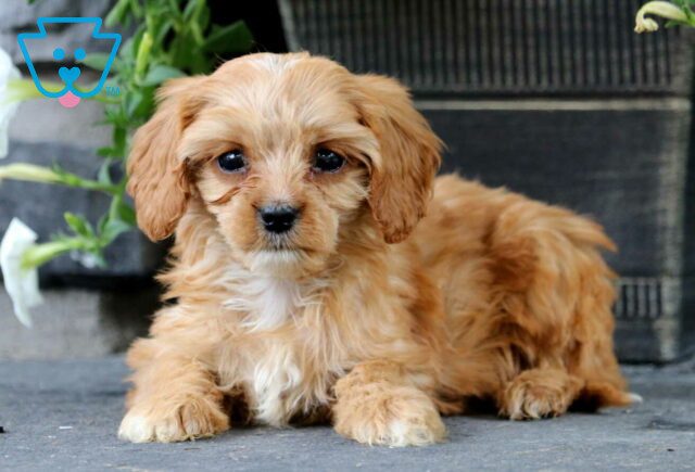 Kendrick Cavapoo2