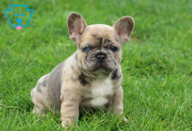 Kendrick Frenchie image