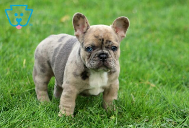 Kendrick Frenchie2 image