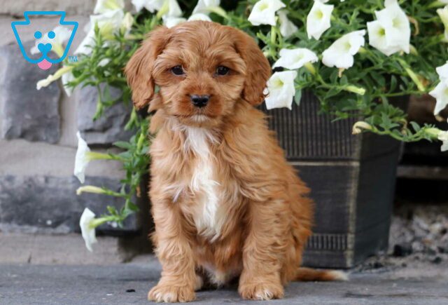 Kenny Cavapoo