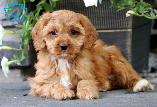 Kenny Cavapoo2