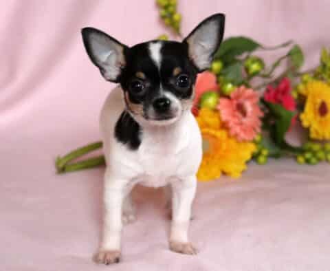 Kenya Chihuahua