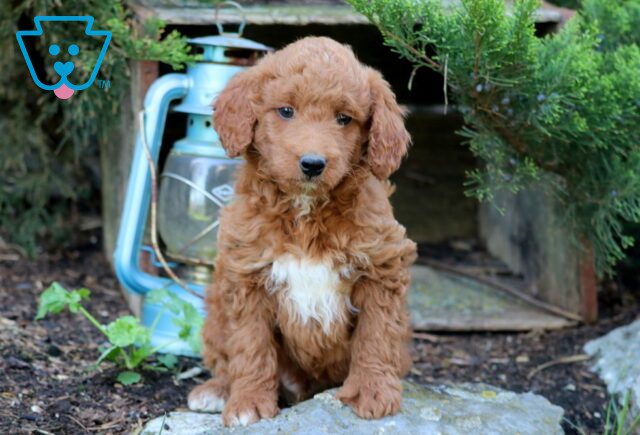 Kermit Mini Goldendoodle 1-001