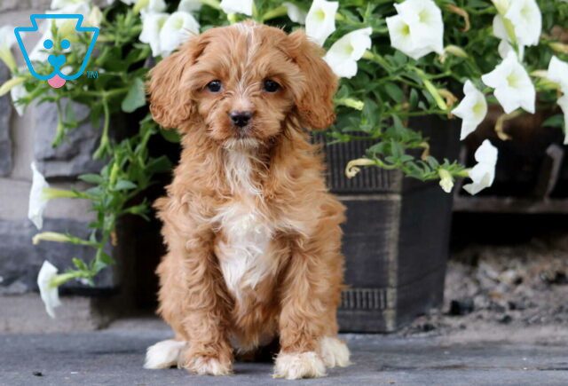 Keyla Cavapoo