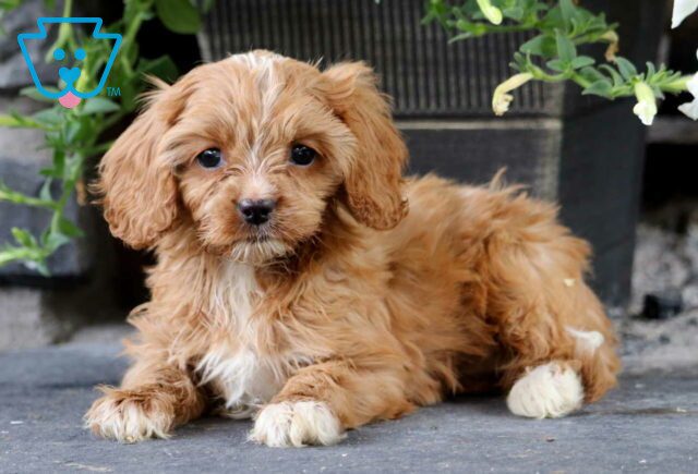 Keyla Cavapoo2