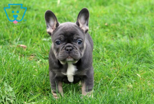 Keyla Frenchie image