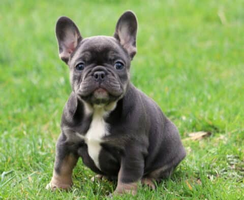 Keyla Frenchie2