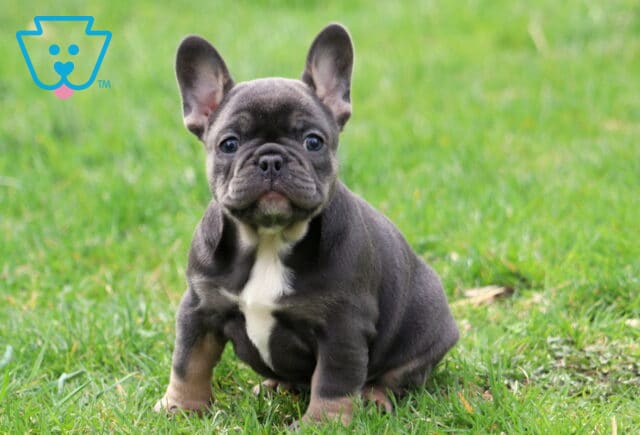 Keyla Frenchie2 image