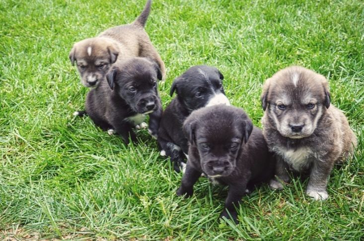 Litter of mixed breed puppies from Keystone Puppies