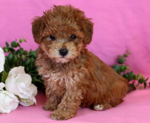 Khloe Bichpoo