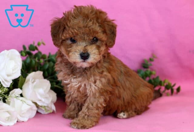 Khloe Bichpoo image