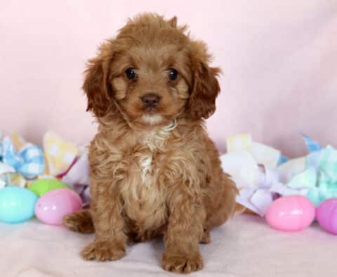 Khloe Cavalier Mix