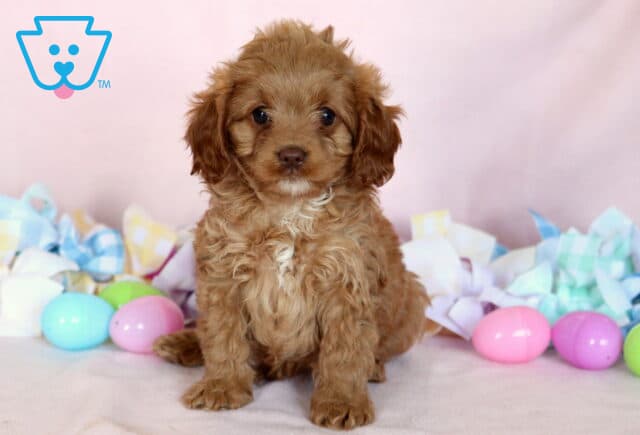 Khloe Cavalier Mix image