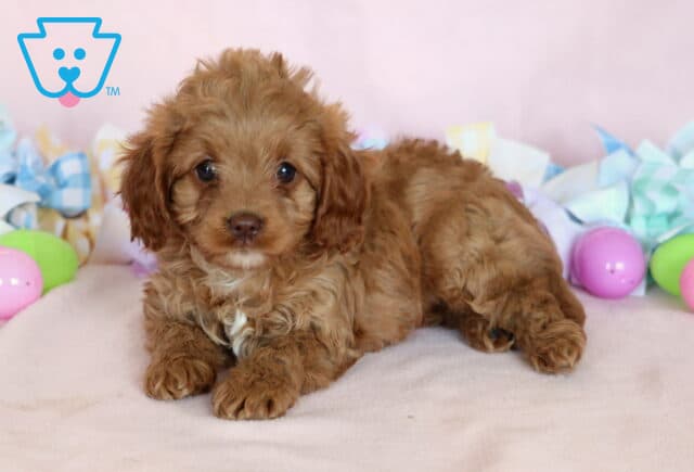 Khloe Cavalier Mix2 image