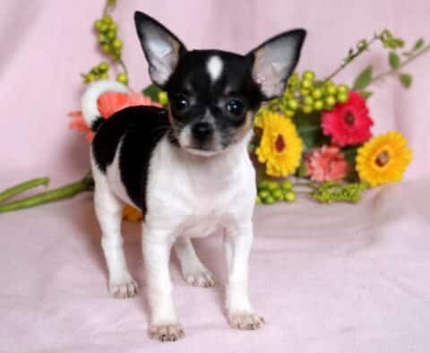 Khloe Chihuahua