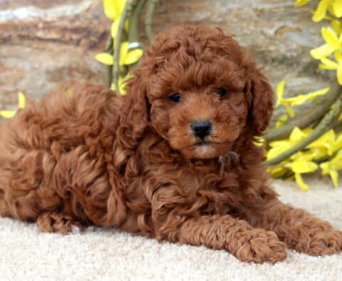 Kingston Mini Poodle