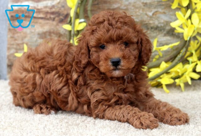 Kingston Mini Poodle image