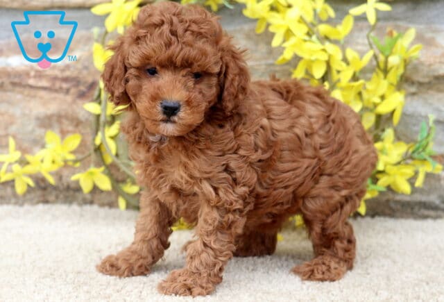 Kingston Mini Poodle2 image