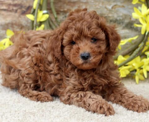 Kira Mini Poodle